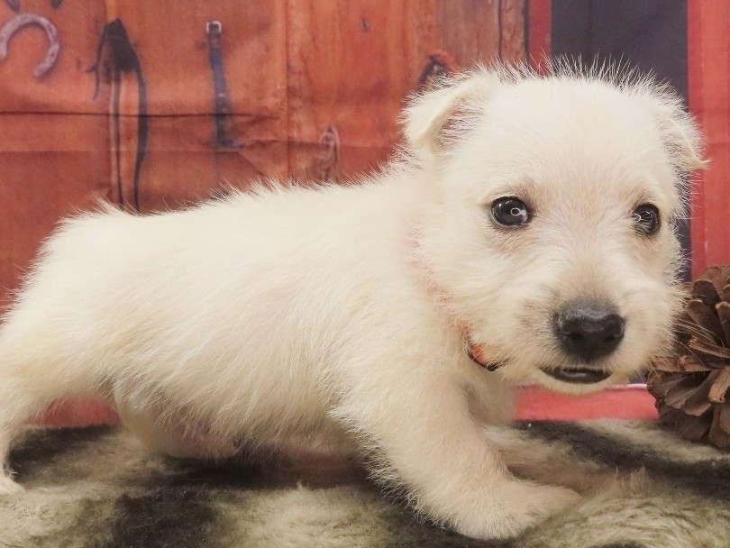 Phineas 5wk 3