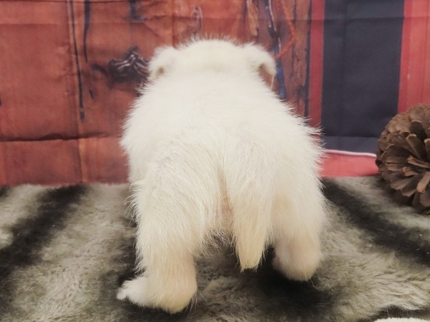 Phineas 5wk 4