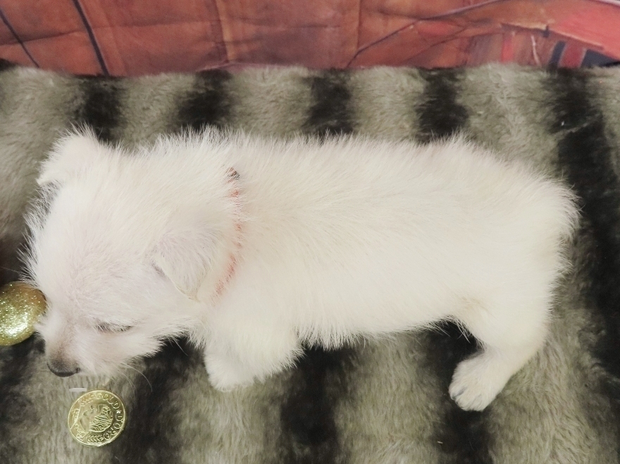 Phineas 5wk 5
