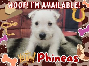 Home 3 Phineas 5wk FT