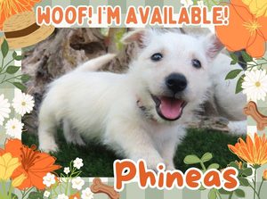 Home 3 Phineas 6wk FT