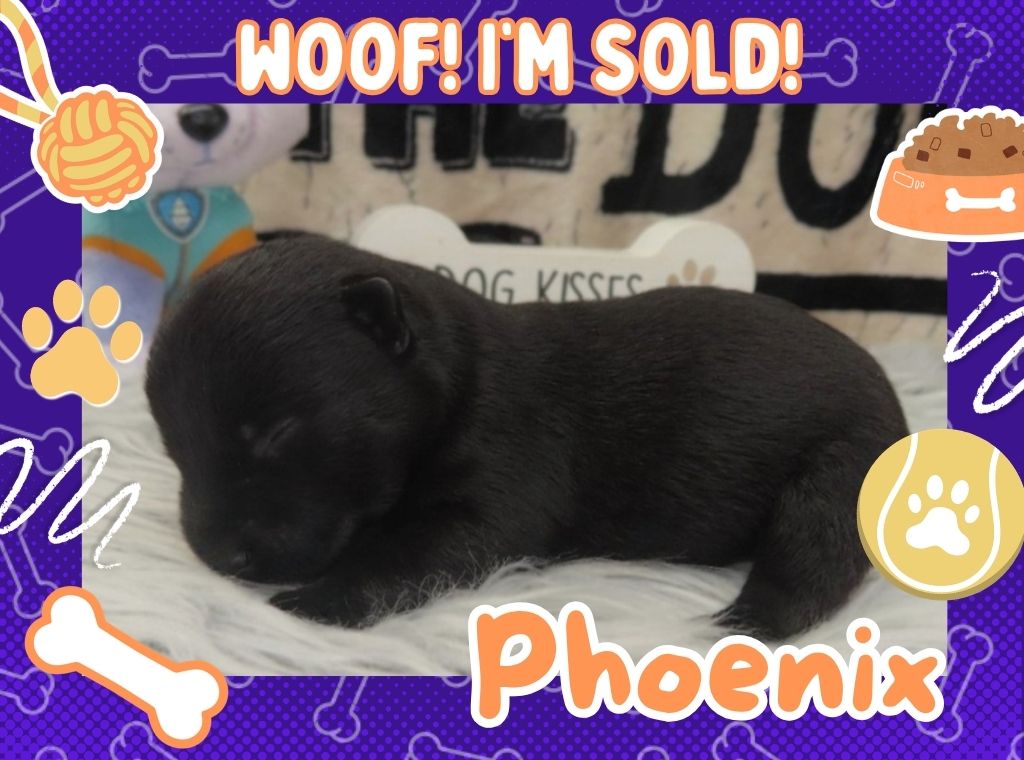 Home 8 Phoenix 1wk ft 3