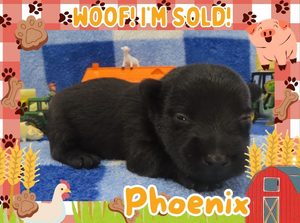 Home 8 Phoenix 2wk ft 3