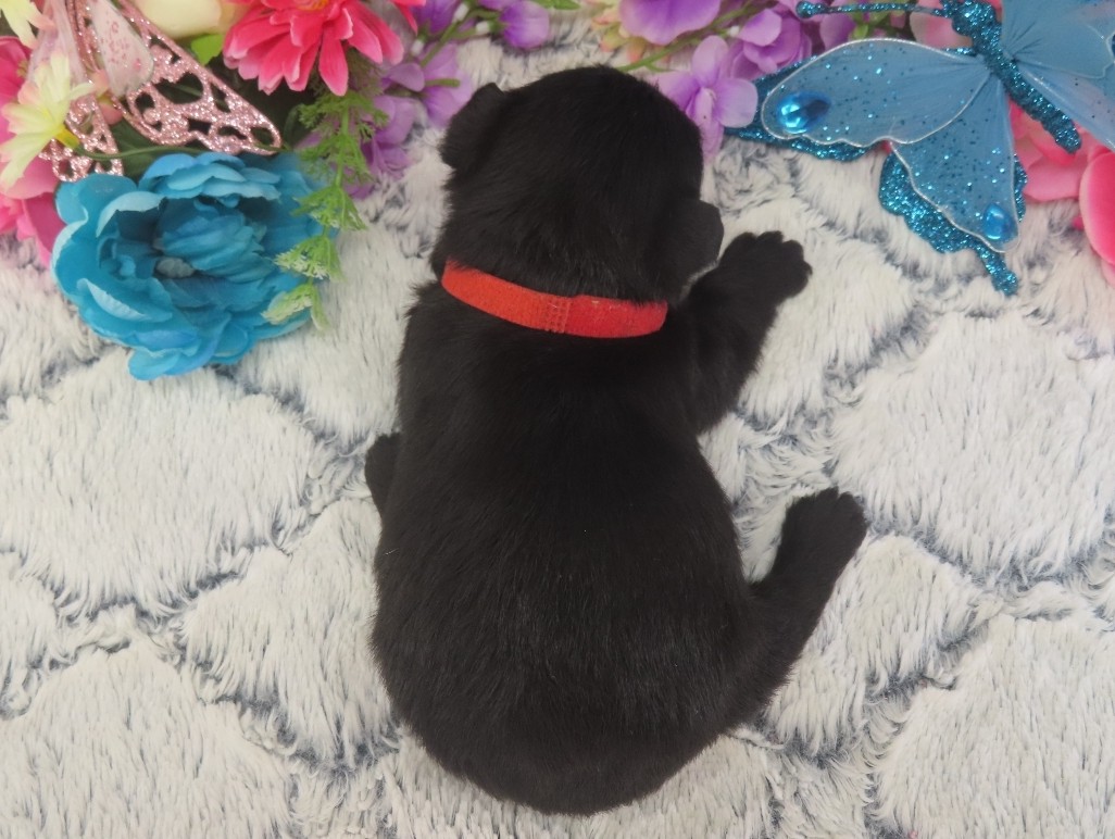 Phoenix 3wk 5