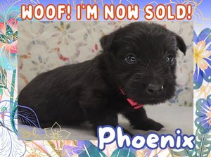 Home 7 Phoenix 4wk FT 3