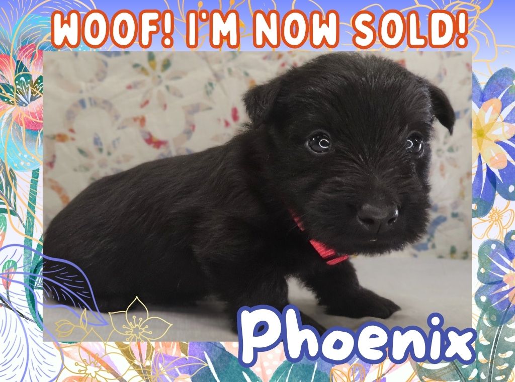 Phoenix 4wk FT 3