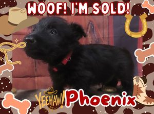 Home 7 Phoenix 5wk FT 3