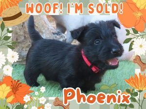 Home 7 Phoenix 6wk FT 3