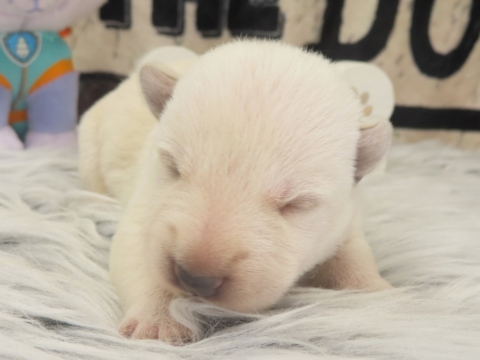 Piero 1wk 1