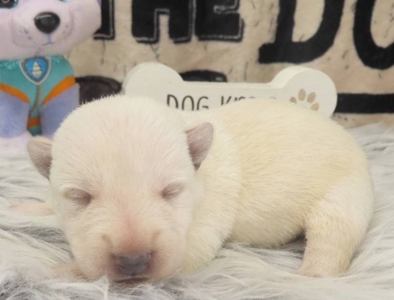 Piero 1wk 2