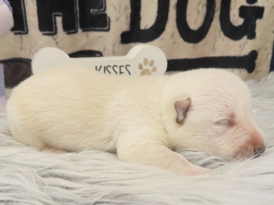 Piero 1wk 3