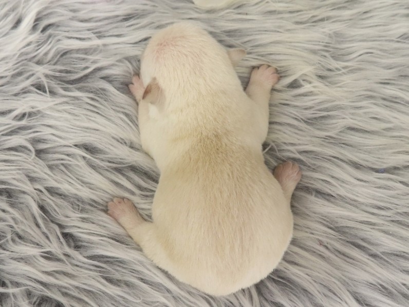 Piero 1wk 5