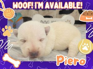 Home 2 Piero 1wk ft