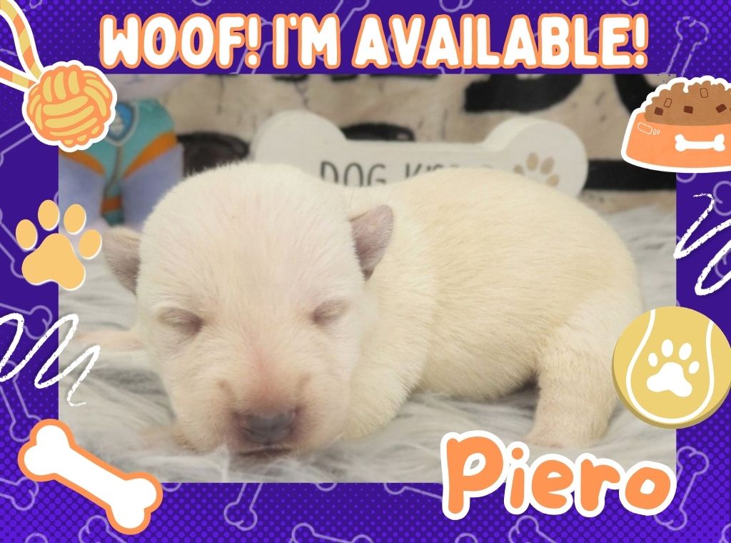 Piero 1wk ft