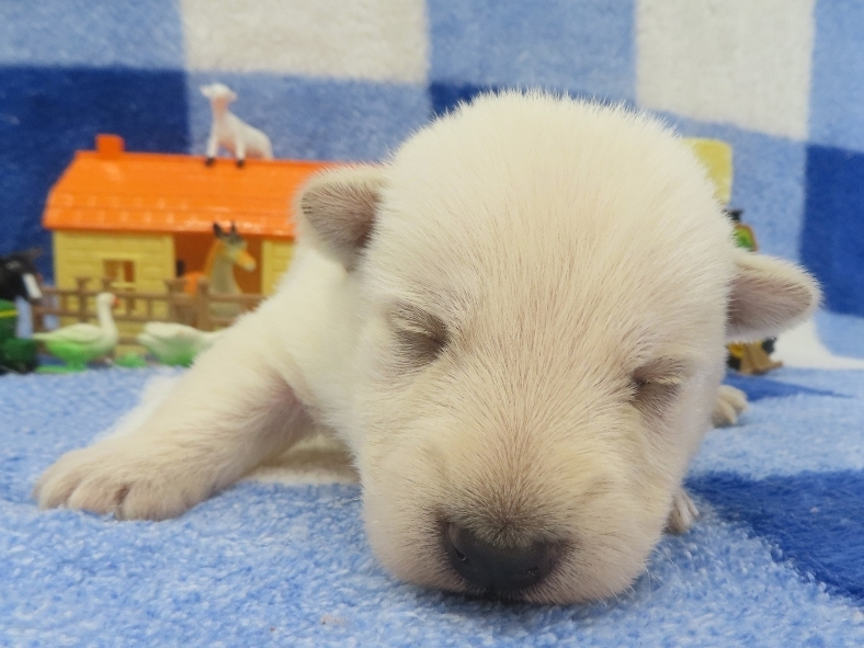 Piero 2wk 1