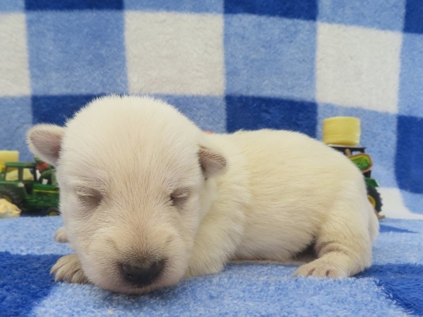 Piero 2wk 2