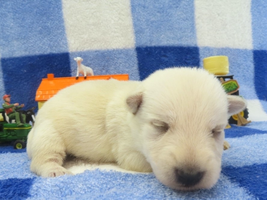 Piero 2wk 3