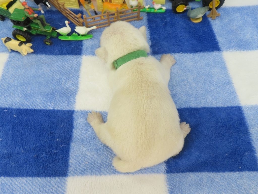 Piero 2wk 5