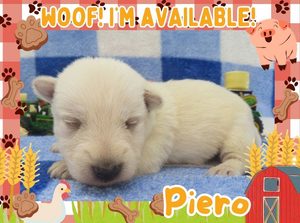 Home 2 Piero 2wk ft
