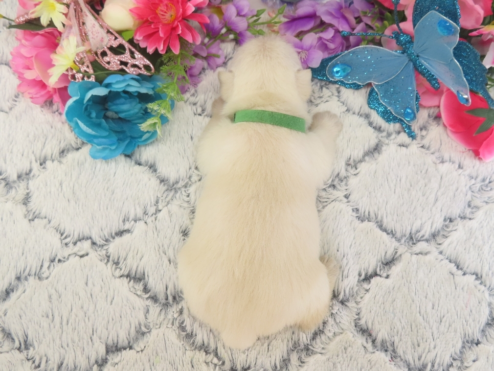 Piero 3wk 5