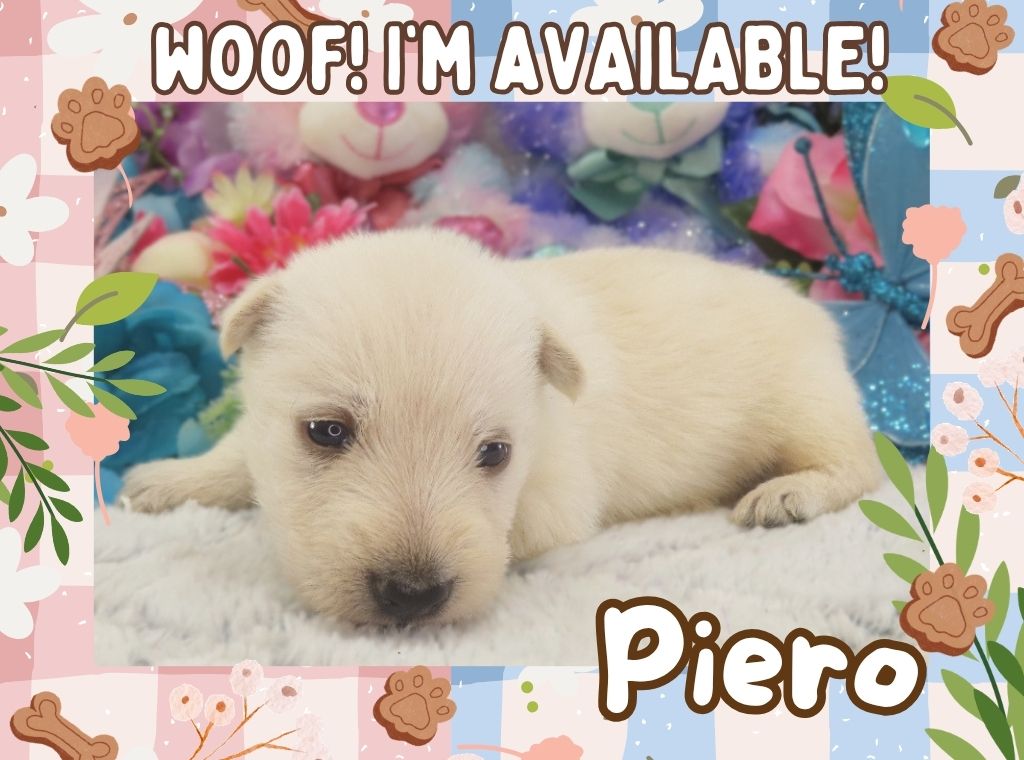Piero 3wk FT