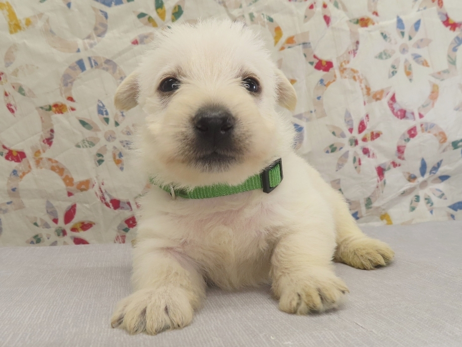Piero 4wk 1