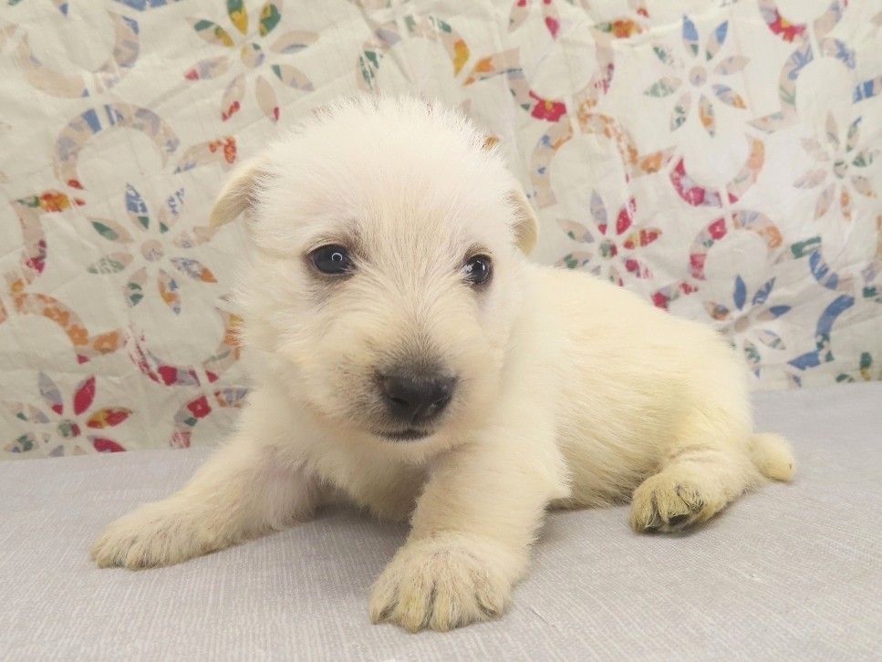 Piero 4wk 2