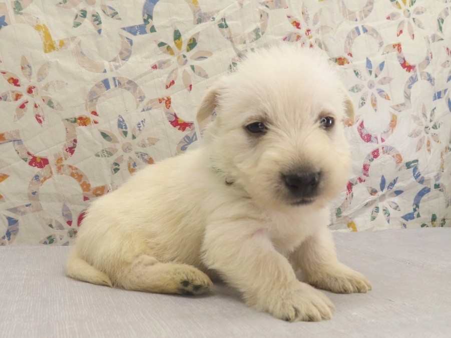 Piero 4wk 3