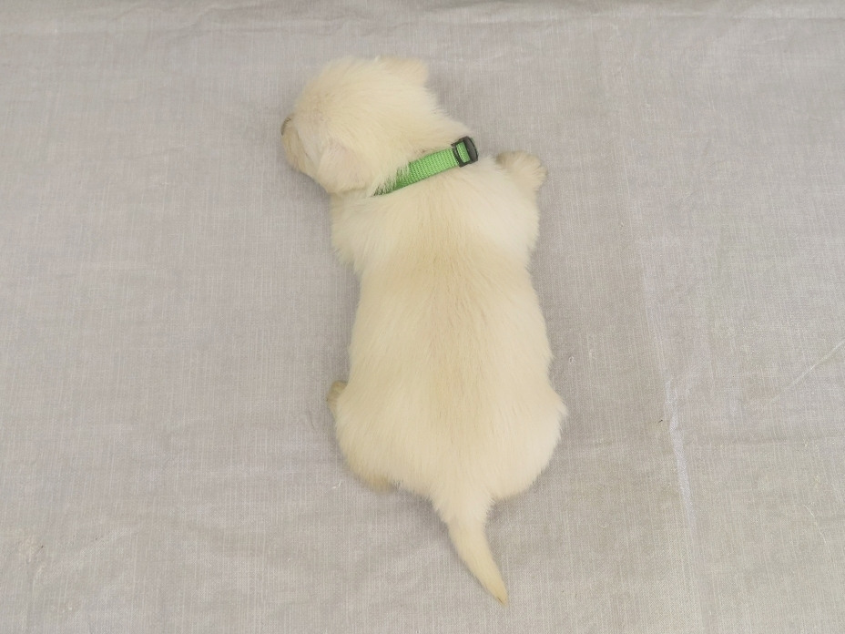 Piero 4wk 5