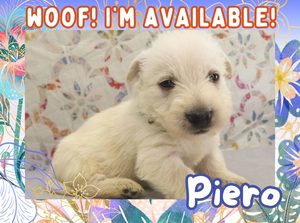 Home 1 Piero 4wk FT