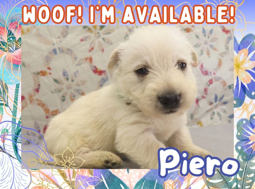 Piero 4wk FT