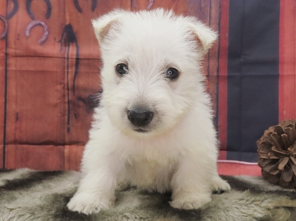 Piero 5wk 1