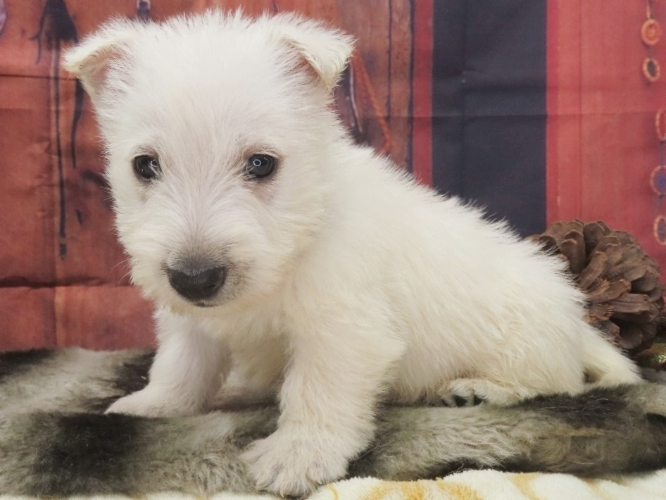 Piero 5wk 2