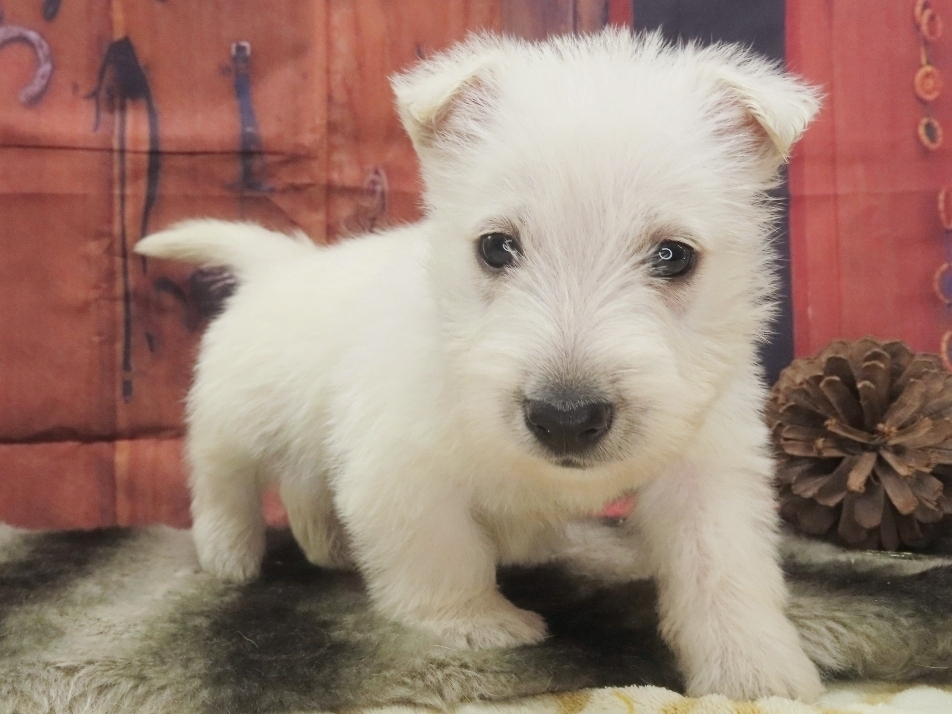 Piero 5wk 3