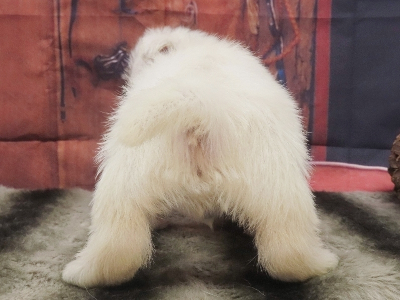 Piero 5wk 4