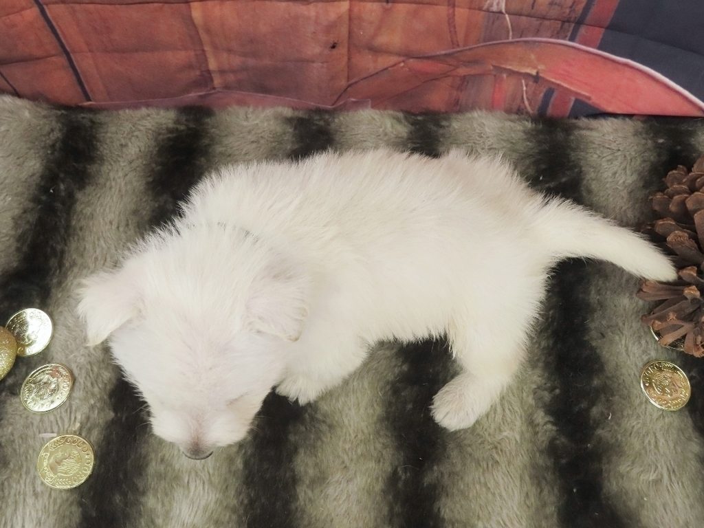 Piero 5wk 5
