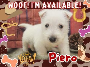 Home 1 Piero 5wk FT