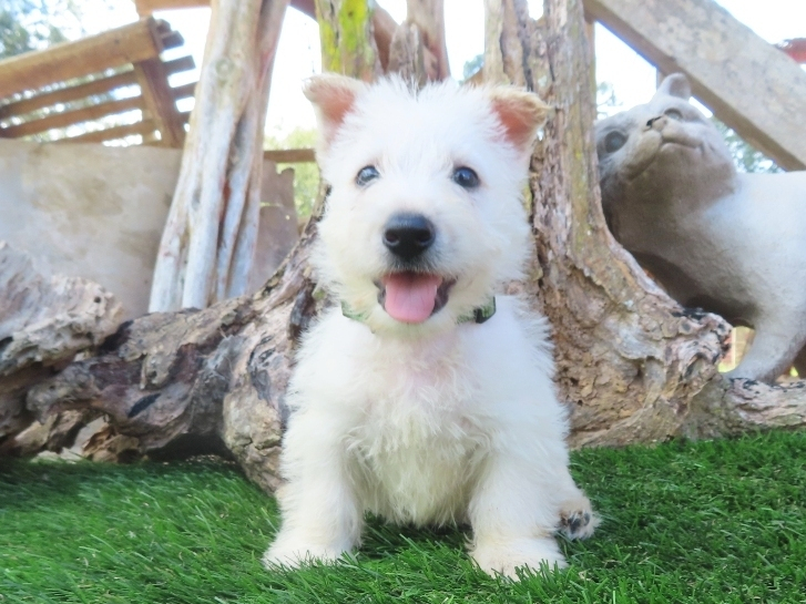 Piero 6wk 1