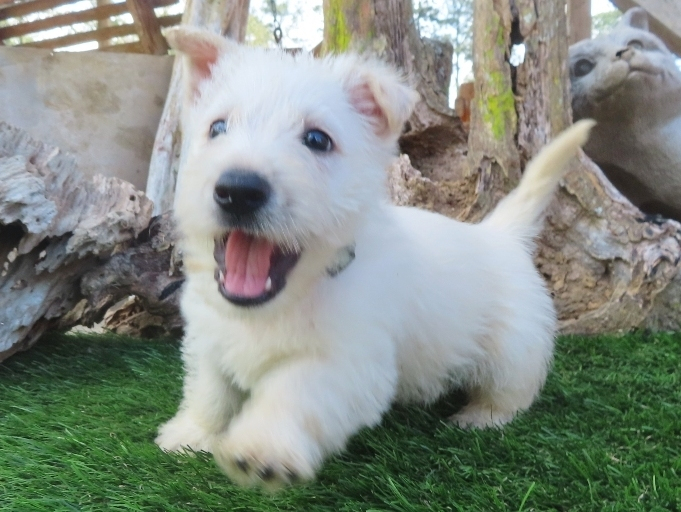 Piero 6wk 2