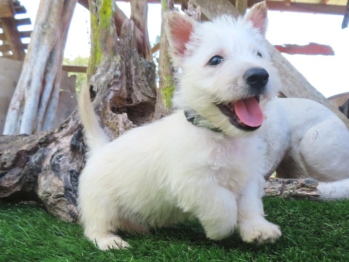Piero 6wk 3