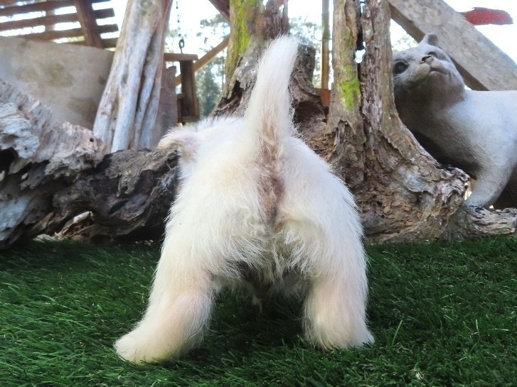 Piero 6wk 4