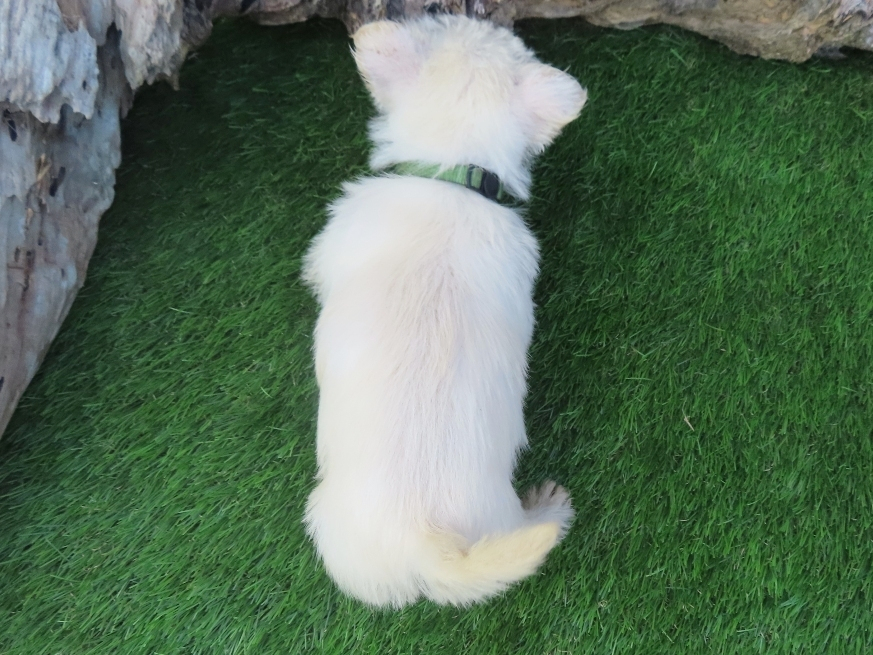 Piero 6wk 5