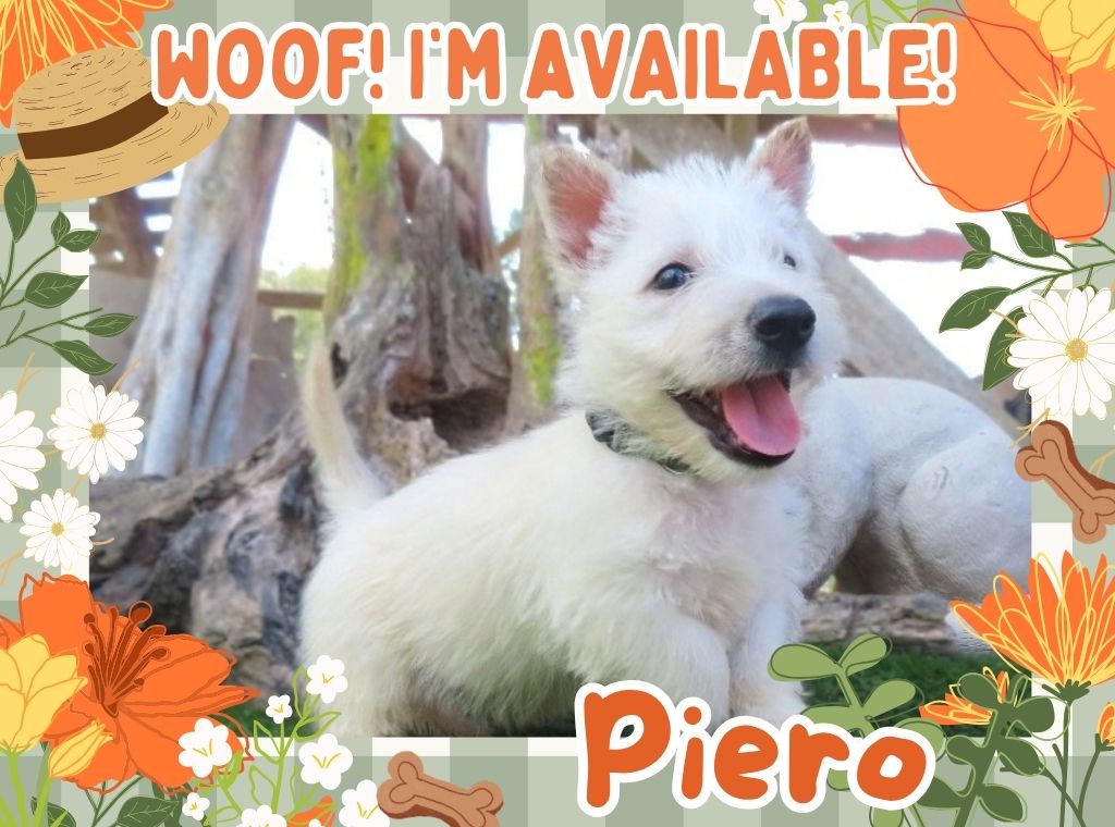 Piero 6wk FT