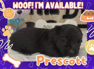 Home 6 Prescott 1wk ft