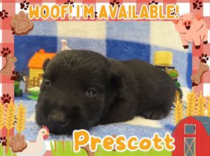 Home 6 Prescott 2wk ft