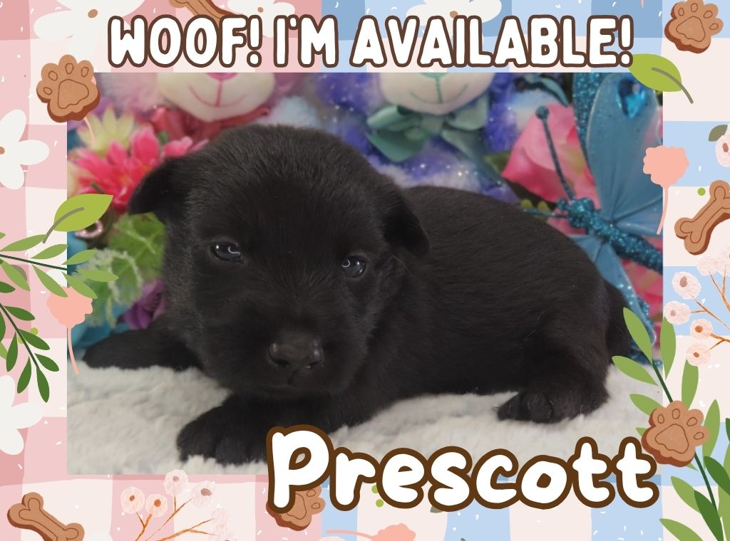 Prescott 3wk FT