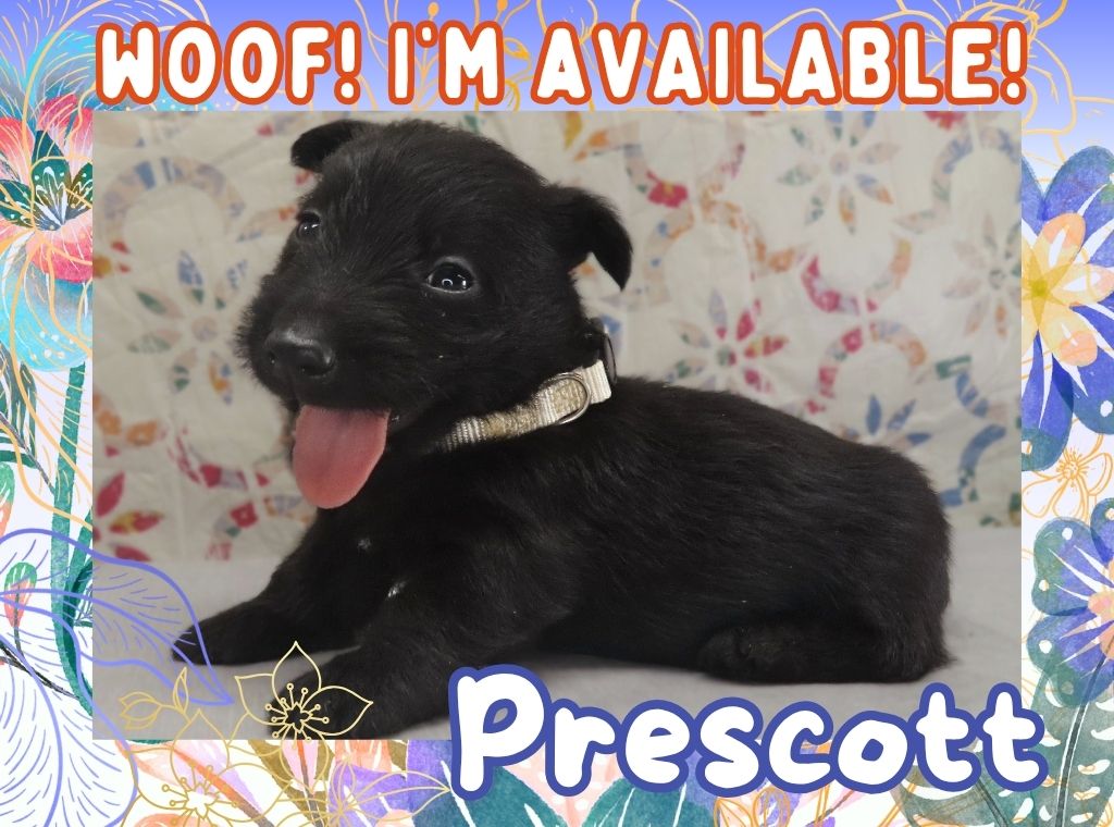 Prescott 4wk FT