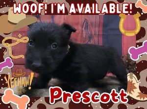 Home 5 Prescott 5wk FT