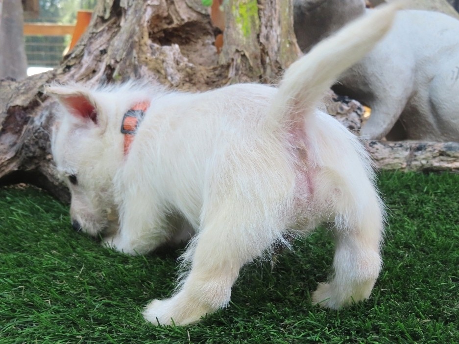 phineas 6wk 4