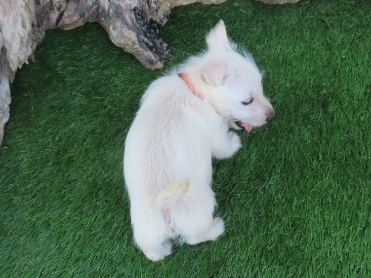 phineas 6wk 5
